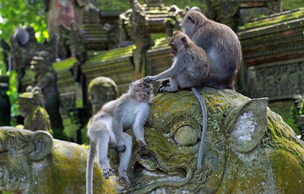 The best place to visit in Bali for couples is the monkey forest in Ubud with more than 700 monkeys and many Balinese statues and buildings
