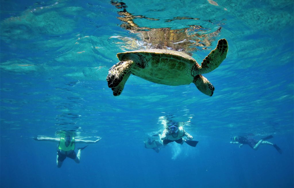 three adult men were snorkeling in Bali and met a beautiful and charming giant turtle underwater